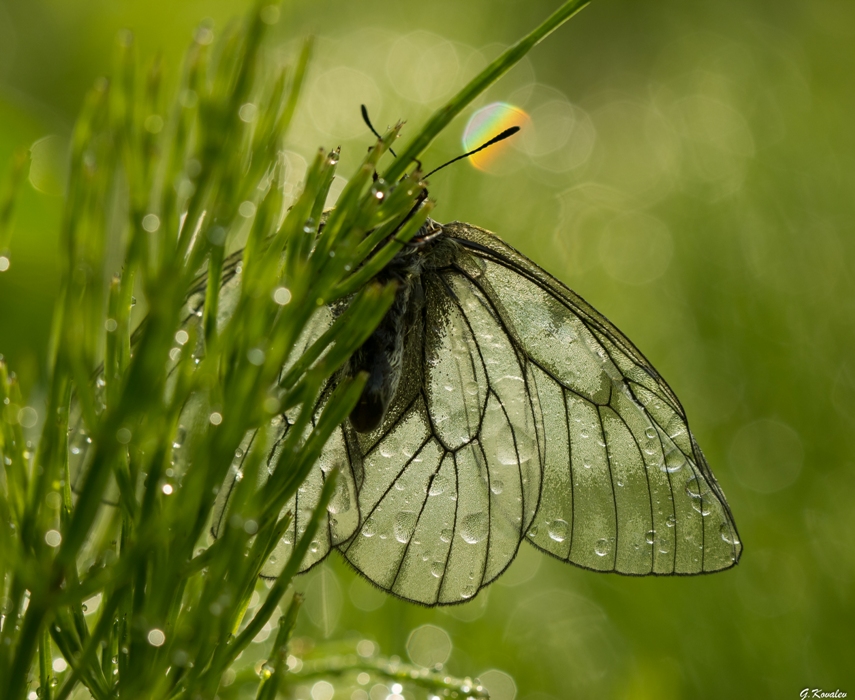 Мокрое утро...