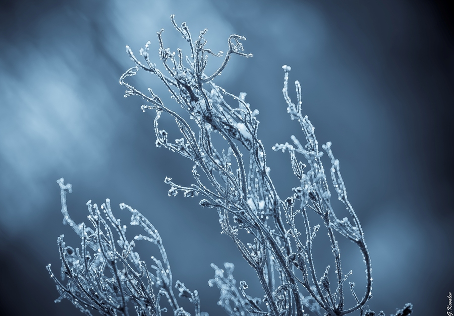 Белые кораллы...