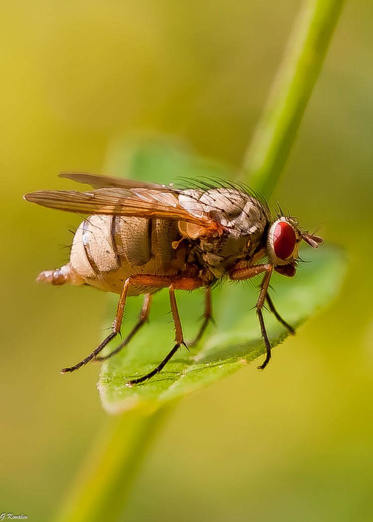 "Дикобраз"..