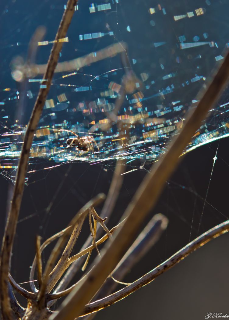 Ловец радуги...