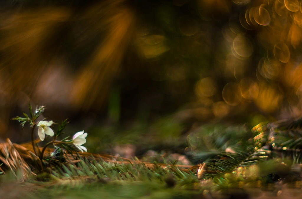 Опять нас любовь за собой позвала...