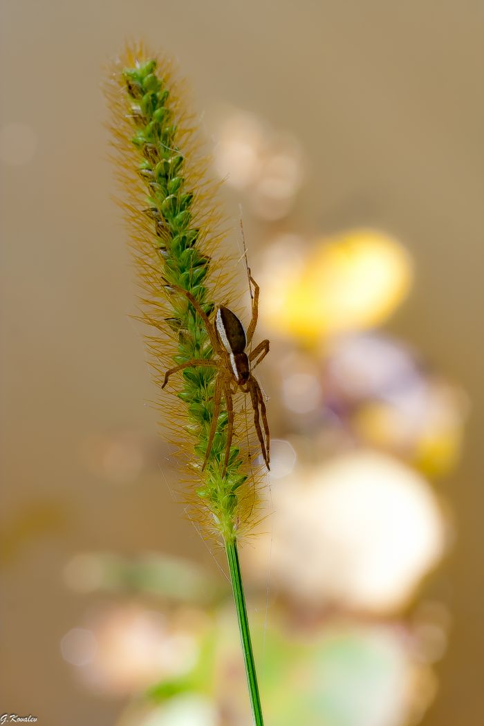 На колоске...