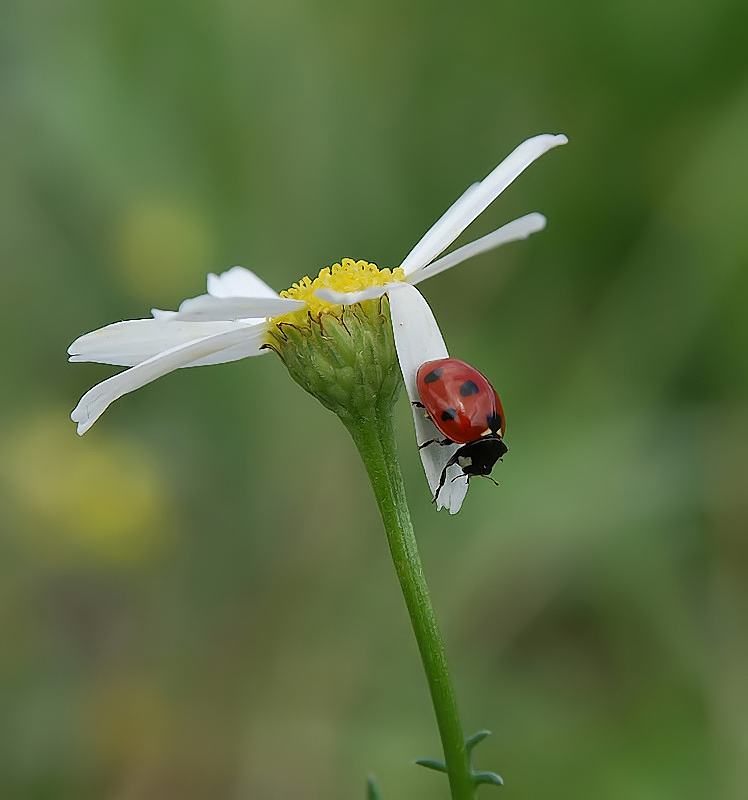Букашка и ромашка...