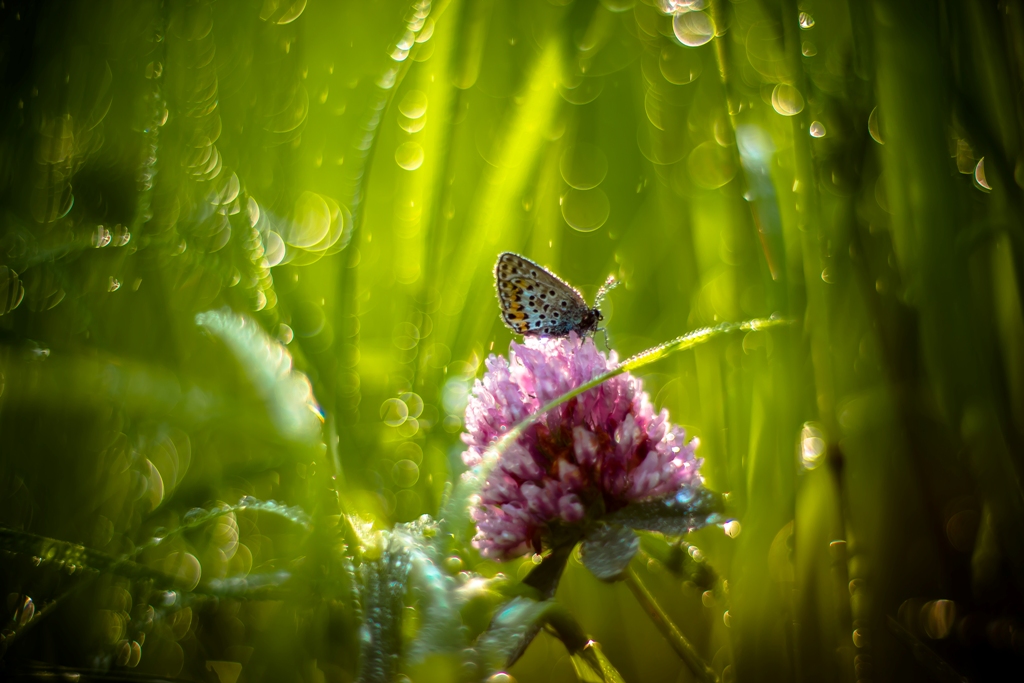 Июльская сказка...