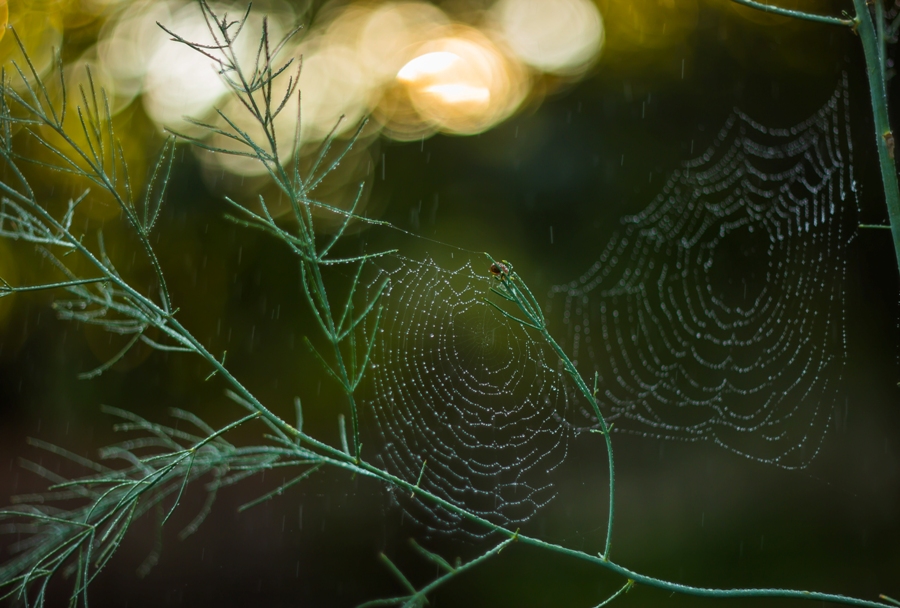 Про две паутинки и одного маленького паучка...