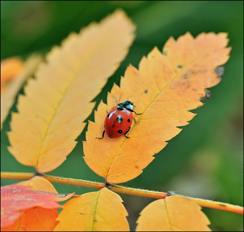 Созревшая ВИшеНКа...