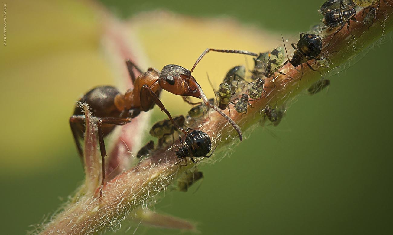 Утренняя дойка