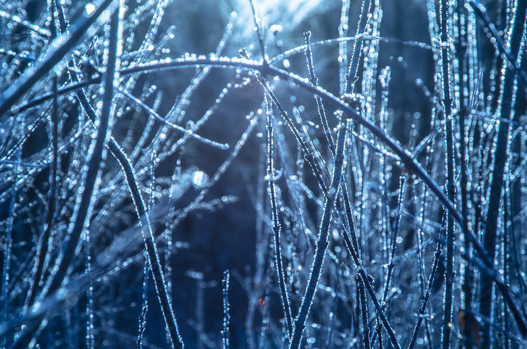 "Сновидения"