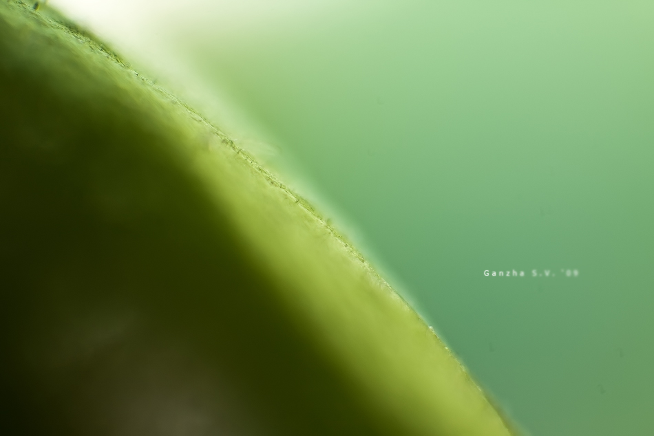 Абстракция природы 4