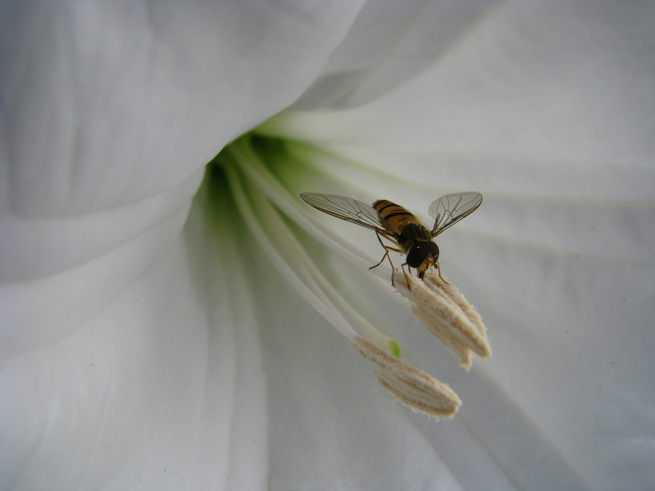 полосатый мух