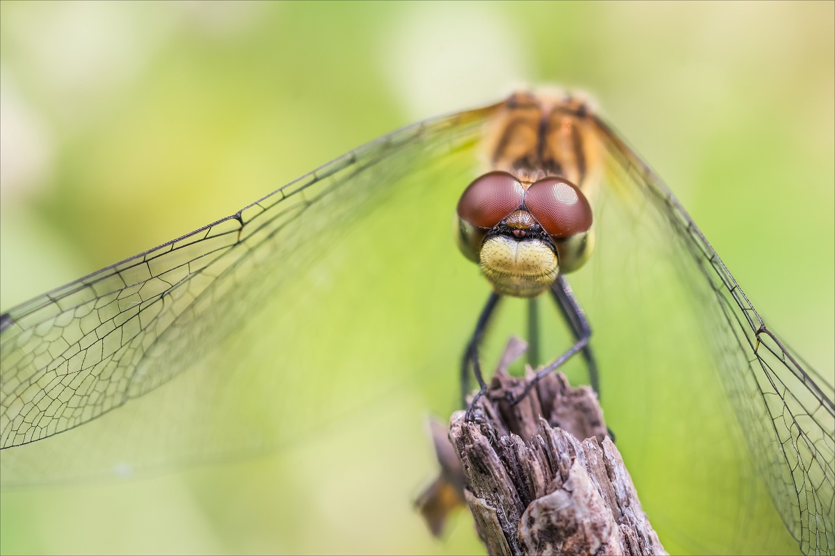 Эти глаза напротив