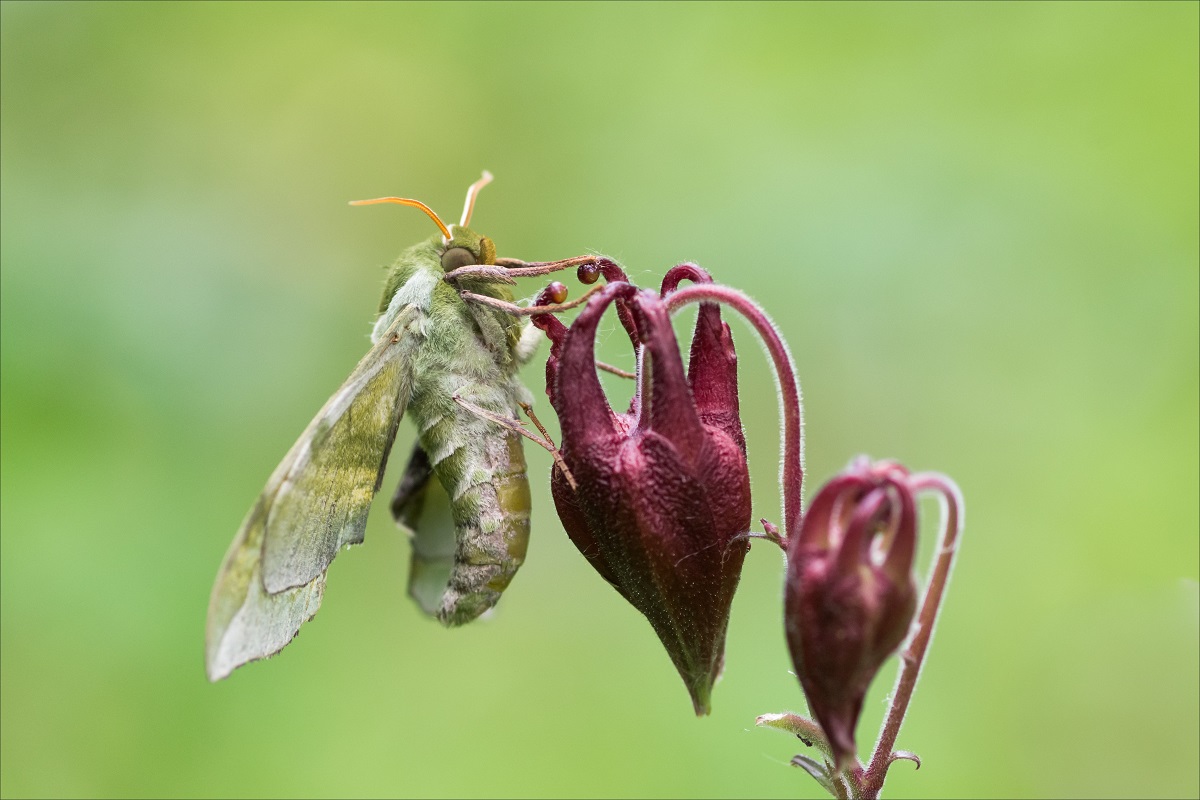 Кардиохирург