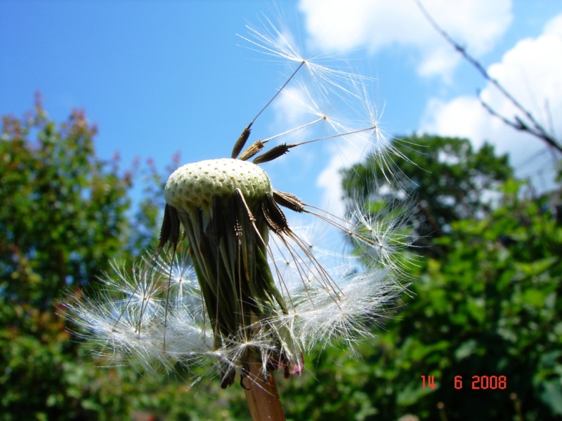 -пестики и тычинки-