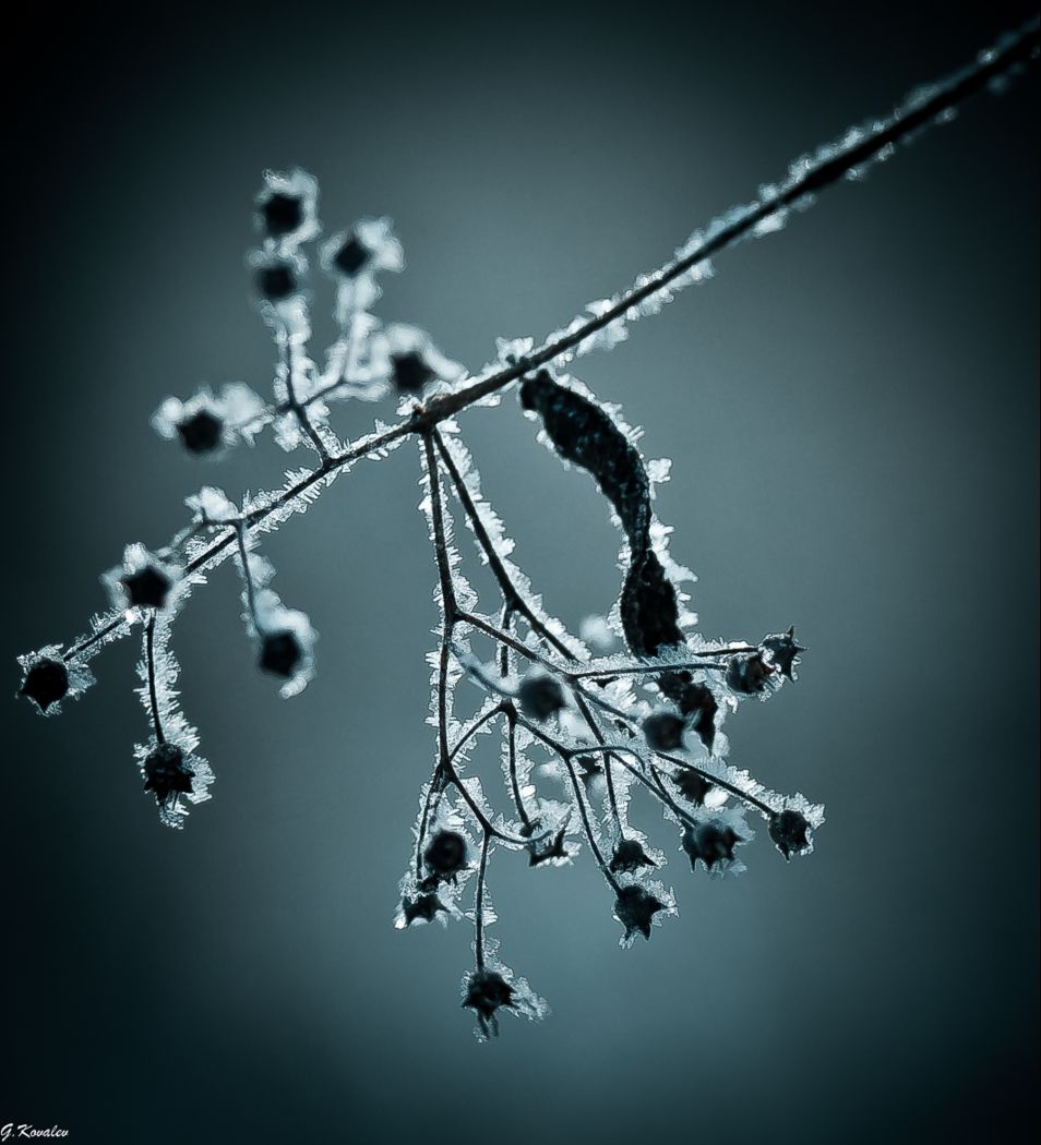 В хрустальной мантии зимы...