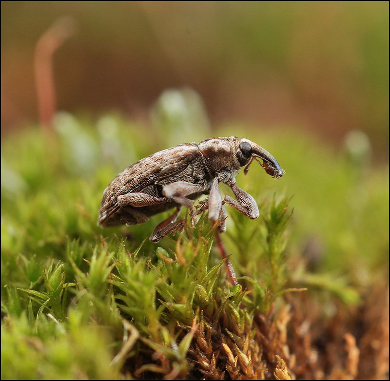 Монстр спит ещё пока...