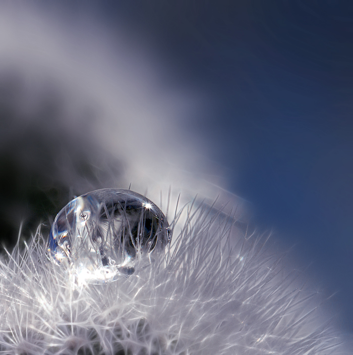 Белый пушистый колючий