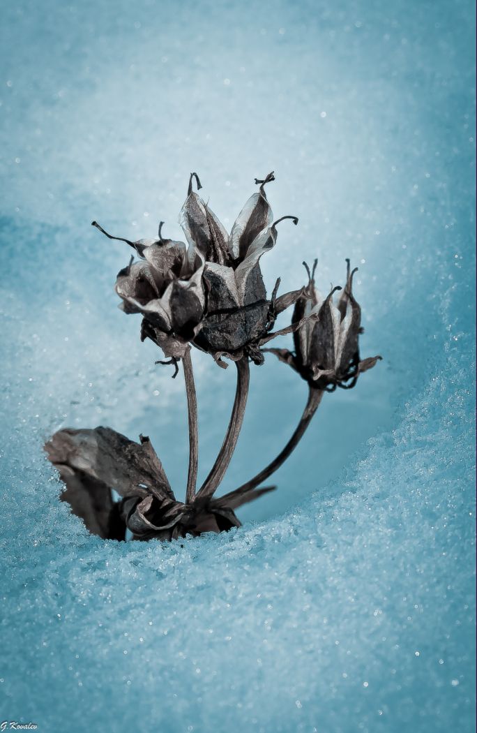 Затерянные в снегах...