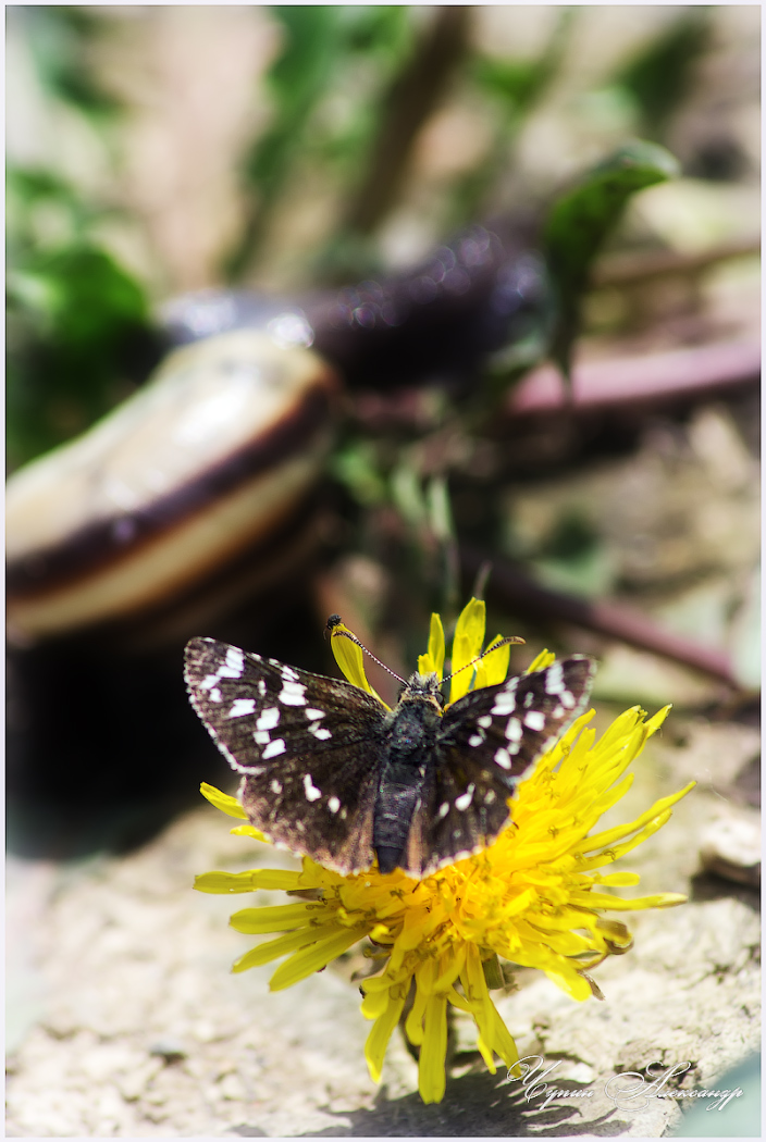 Составила компанию