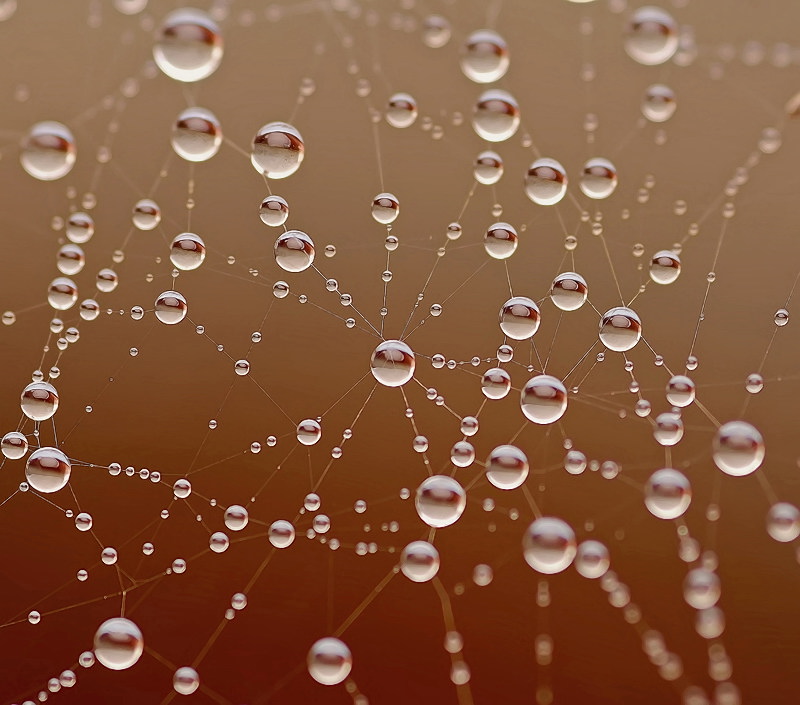 Ранимые снегами...