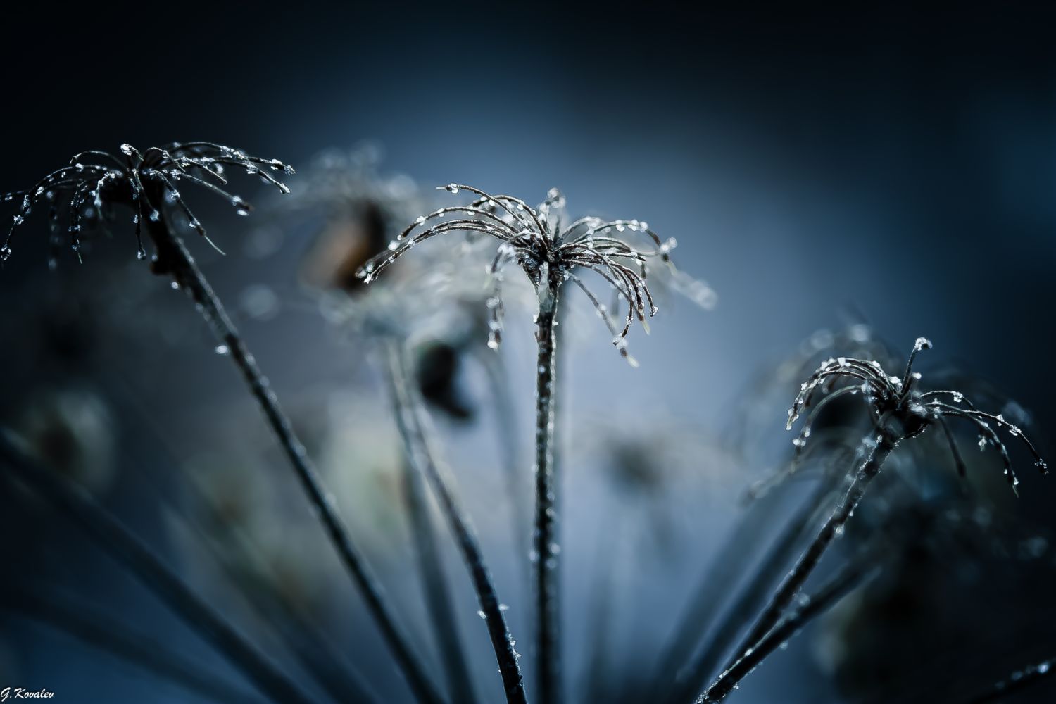 Бриллиантовые паучки...