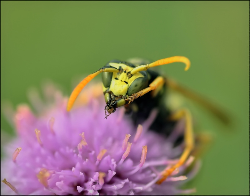 А то укушу...