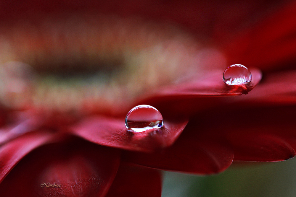 На лепестках герберы