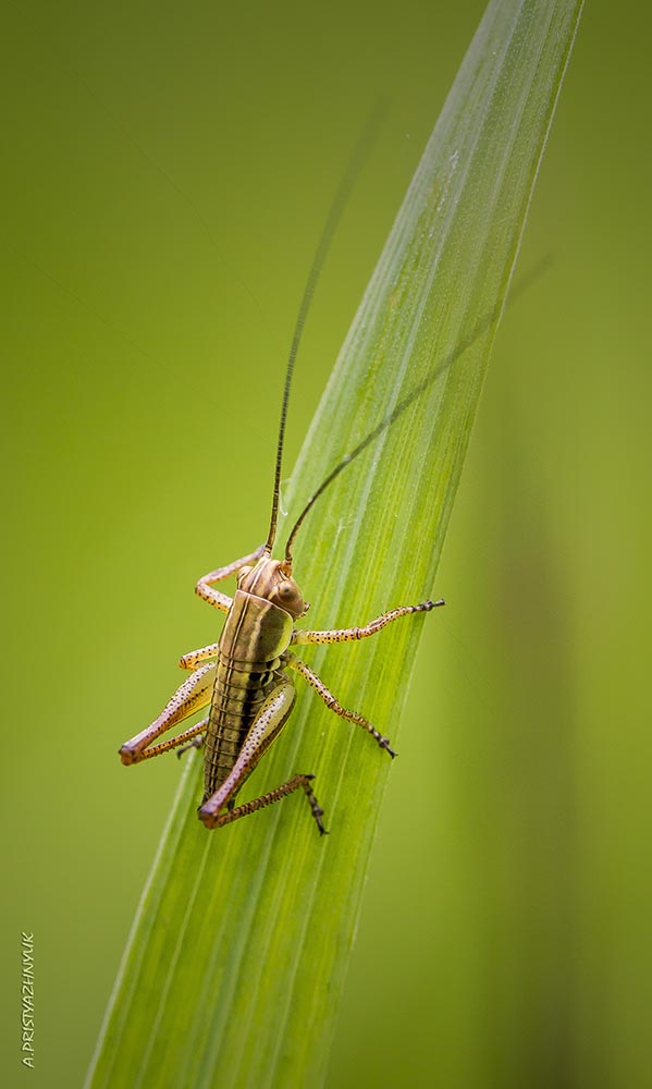 ...совсем, как огуречик