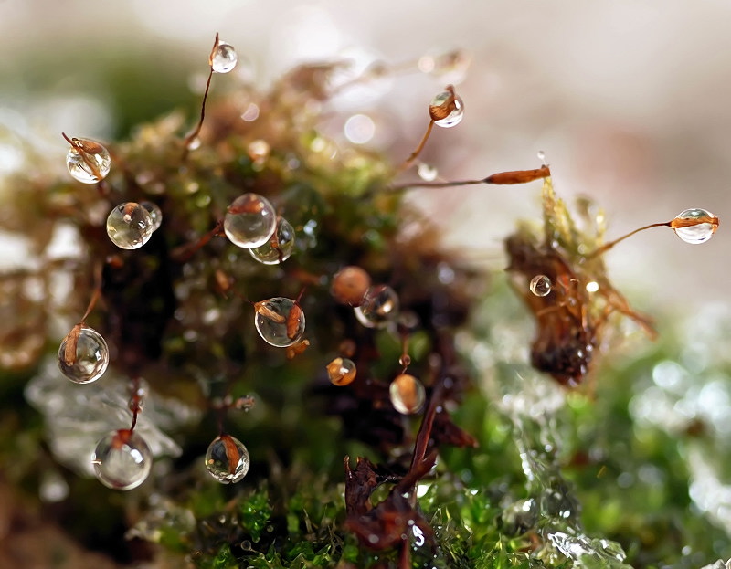 Уставшие от зимы...