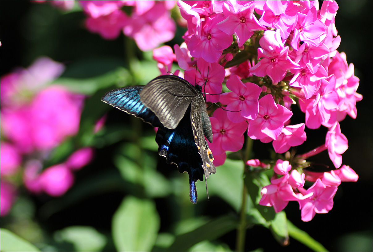 Синий махаон