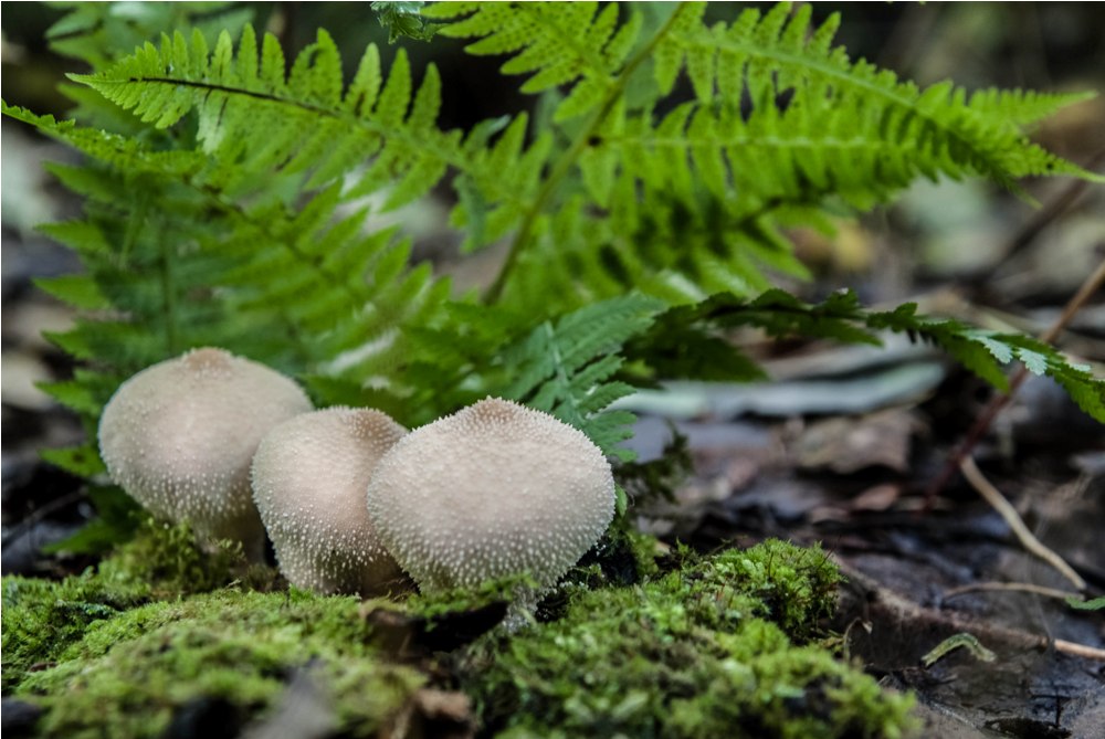 Три богатыря