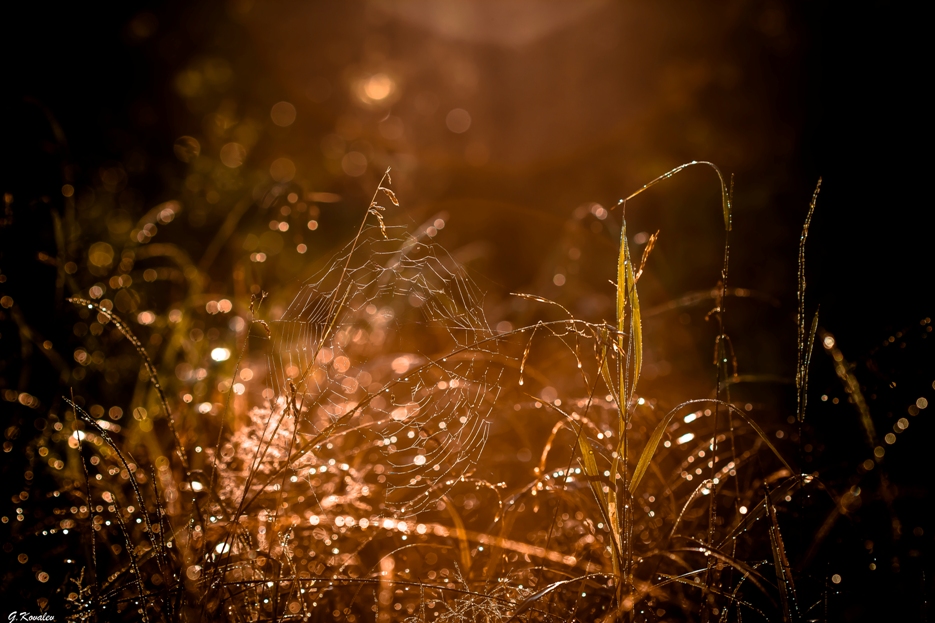 Просто паутинка...