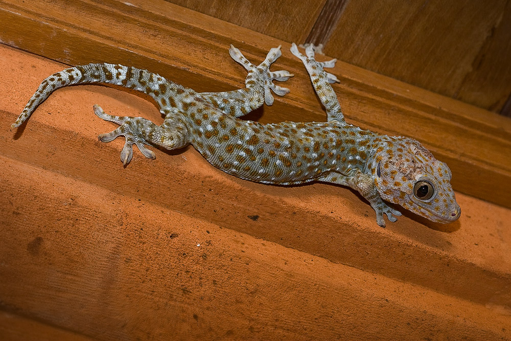 соседка по номеру