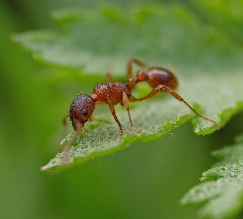 НЕ причесался..