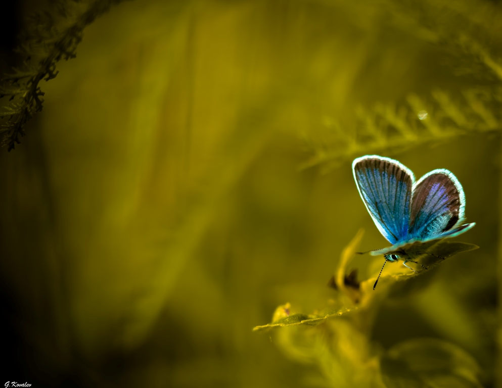 Аквамариновый наряд...