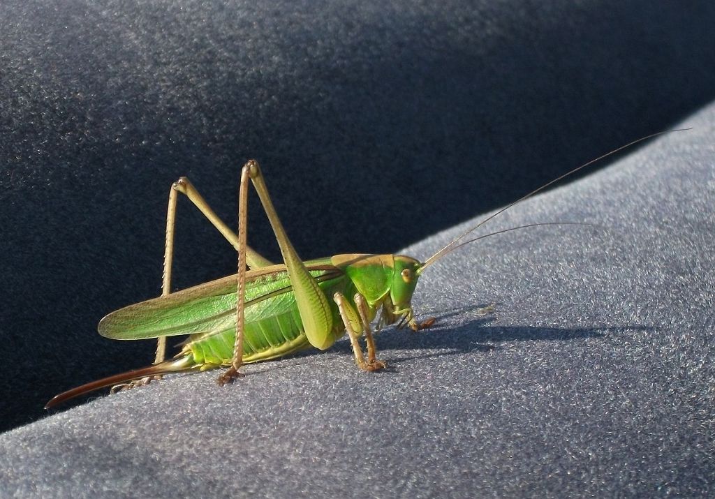 Зелененький он был... :)