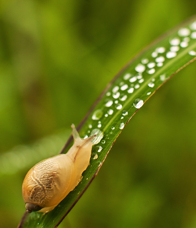 из жизни маленького улитка