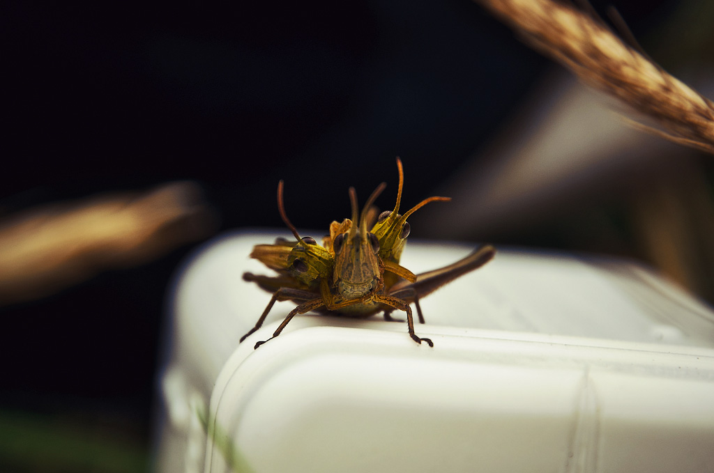 Любопытная семейка