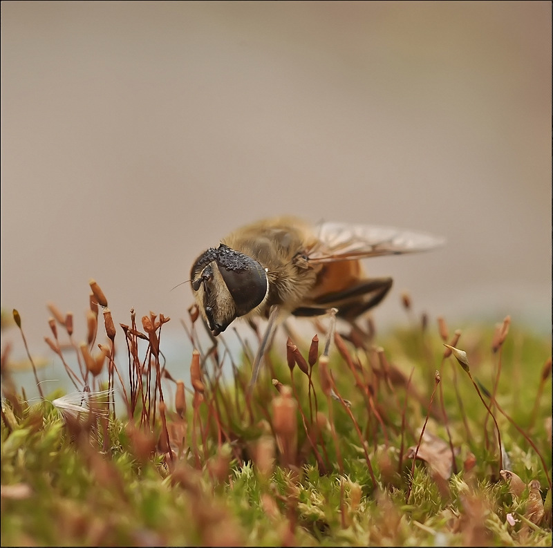 Беспредел...