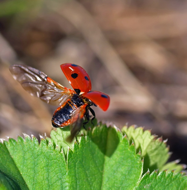 Навстречу лету...