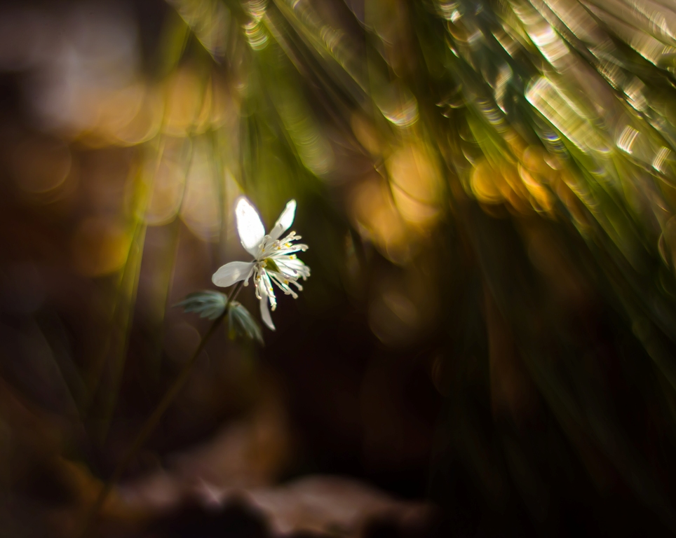 В сказочной стране...
