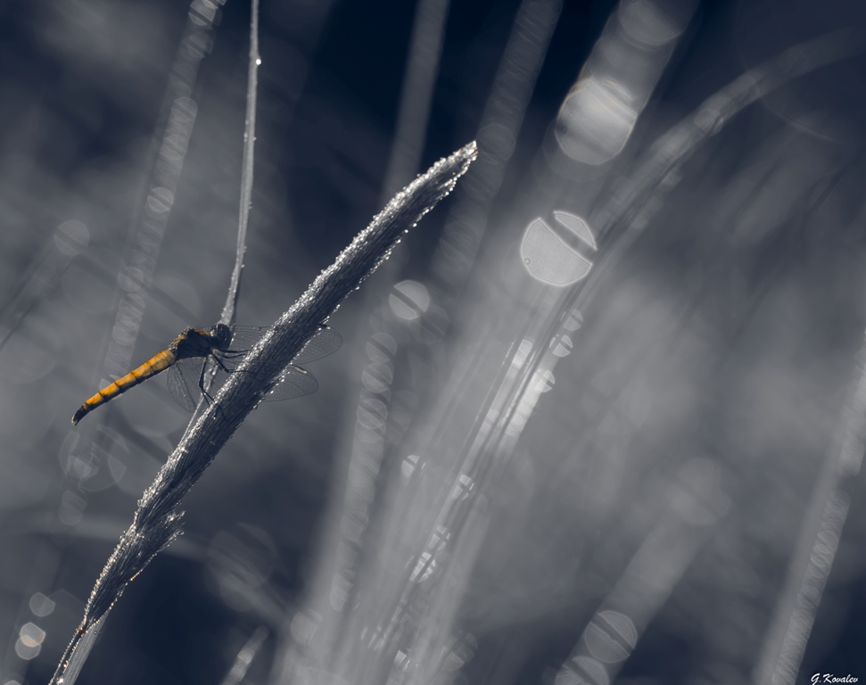 Про стрекозу...