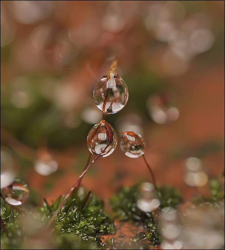 Мурчание осени...