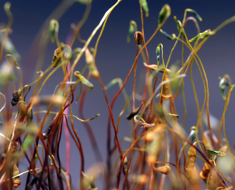 УгрюмыЕ весельЧАКИ...