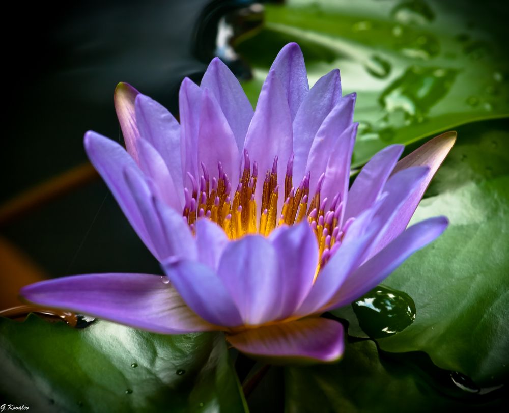 Цветение кувшинки...