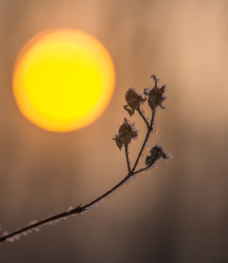 Солнцепоклонник...