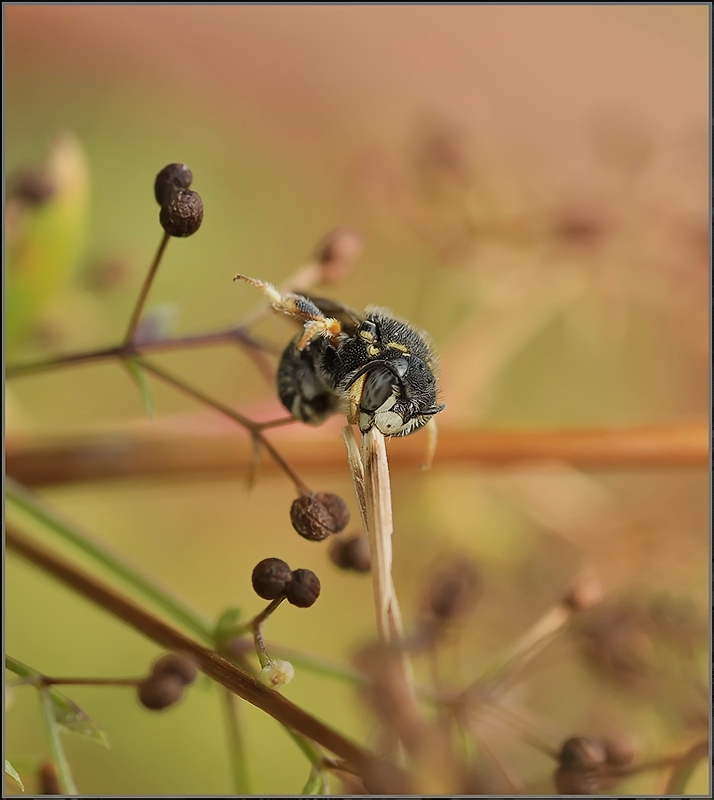 Надёжный охранник...