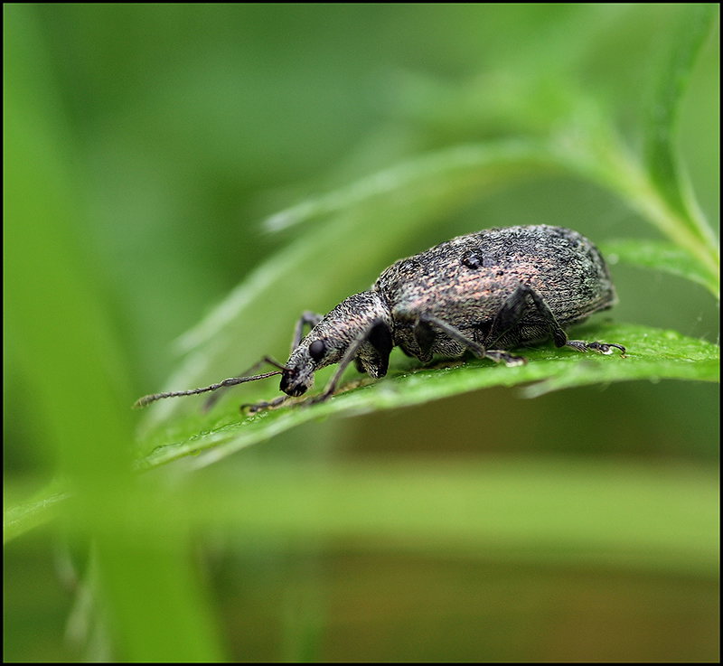 Солнечный МиГ...