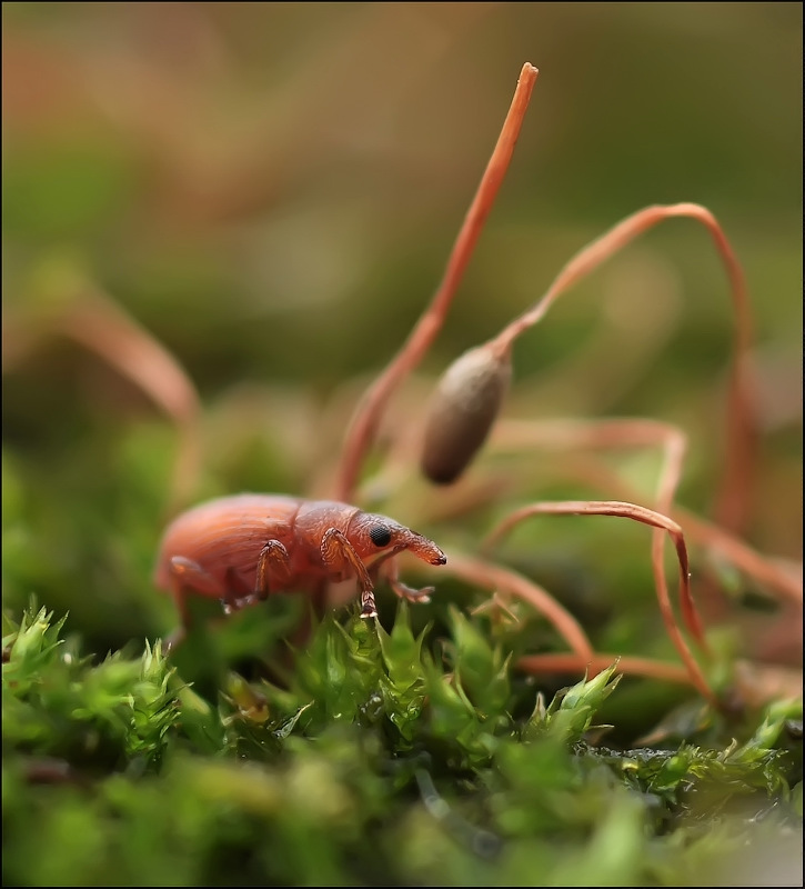За спичками...