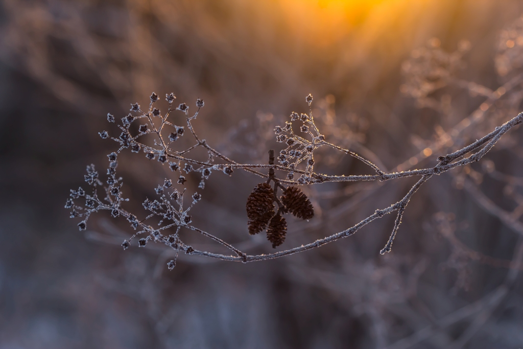 Этюд с шишечками ольхи...