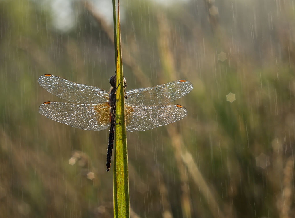 Хрустальная...